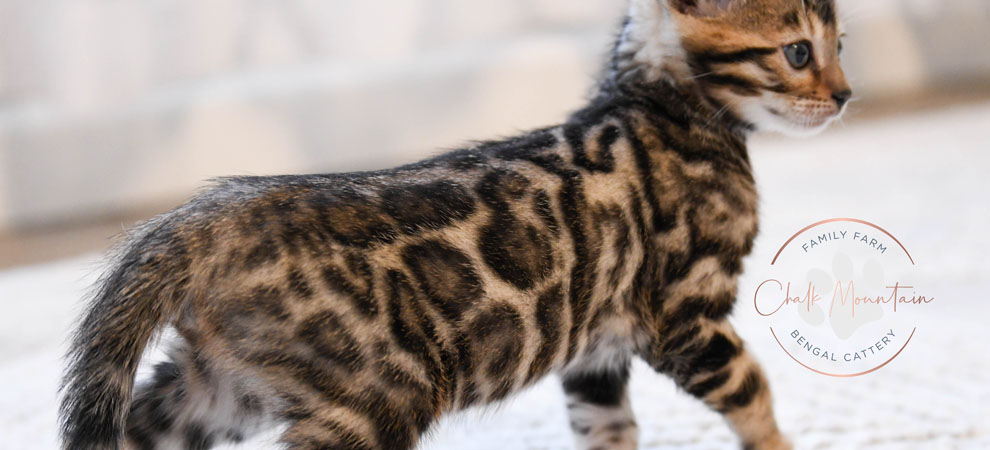 Bengal kitten for sale